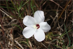Abelmoschus ficulneus